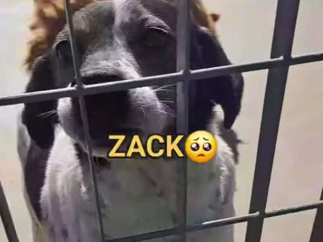 Foto 1 dell'animale