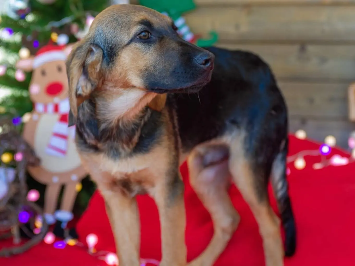Adozione cane, maschio, meticcio, 3 anni e 1 mese, taglia media contenuta, Como