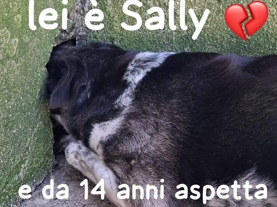 Foto 1 dell'animale