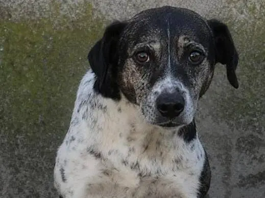 Adotta un cane, femmina, 14 anni e 3 mesi, Belluno