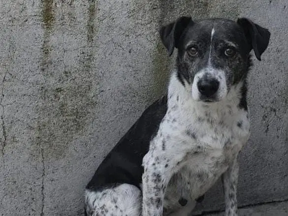 Adotta un cane, taglia media, femmina, Belluno