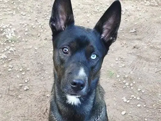 Foto 2 dell'animale