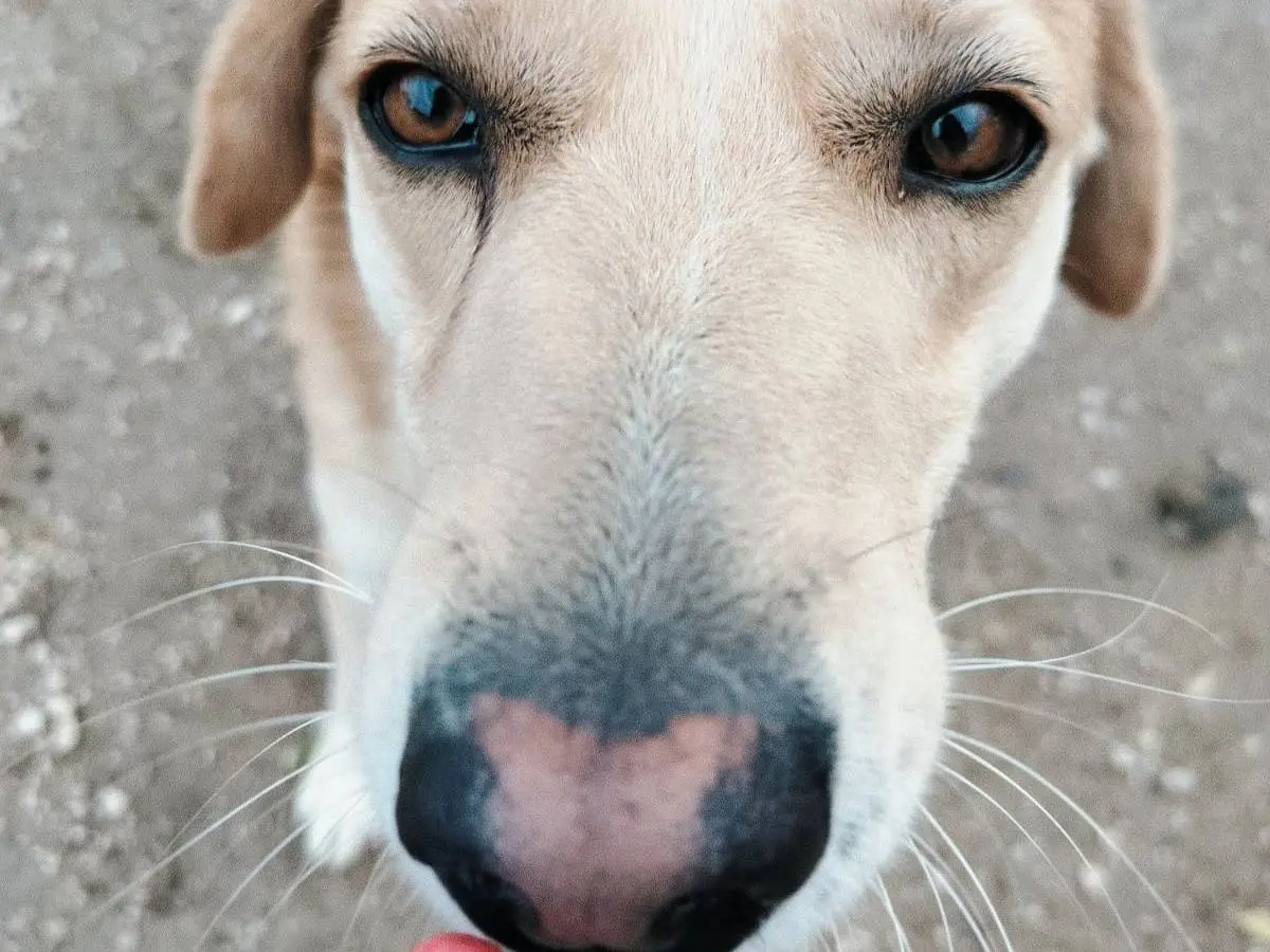 Foto 3 dell'animale