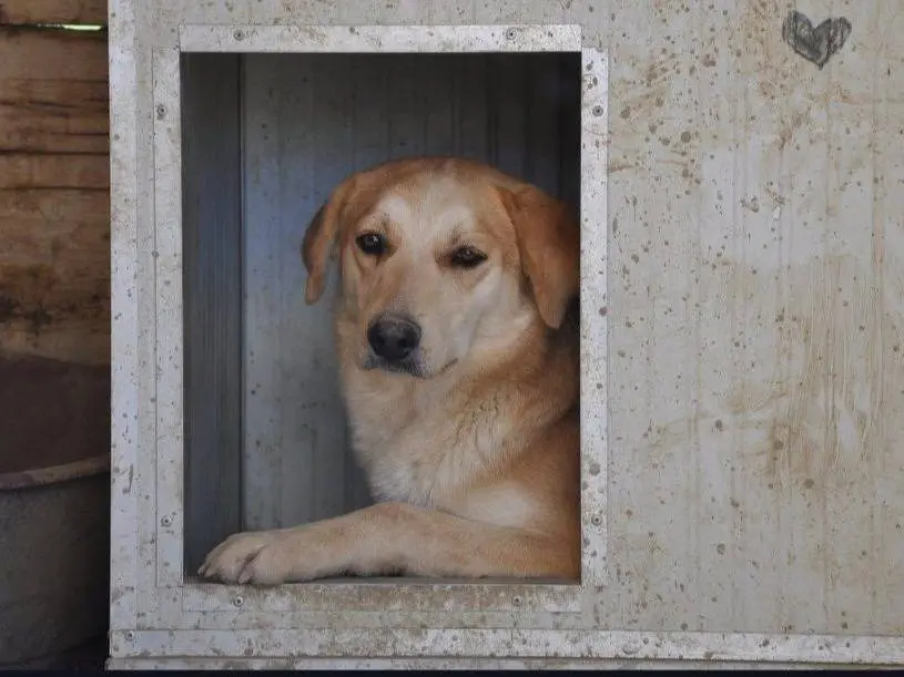Vuoi adottare un cane a Chieti?