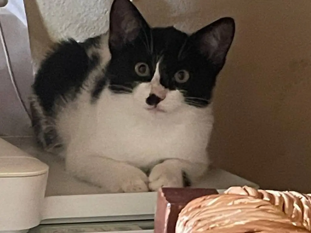 Adozione gatto, femmina, Razza sconosciuta Razza sconosciuta, 2 mesi, taglia non valida, Firenze