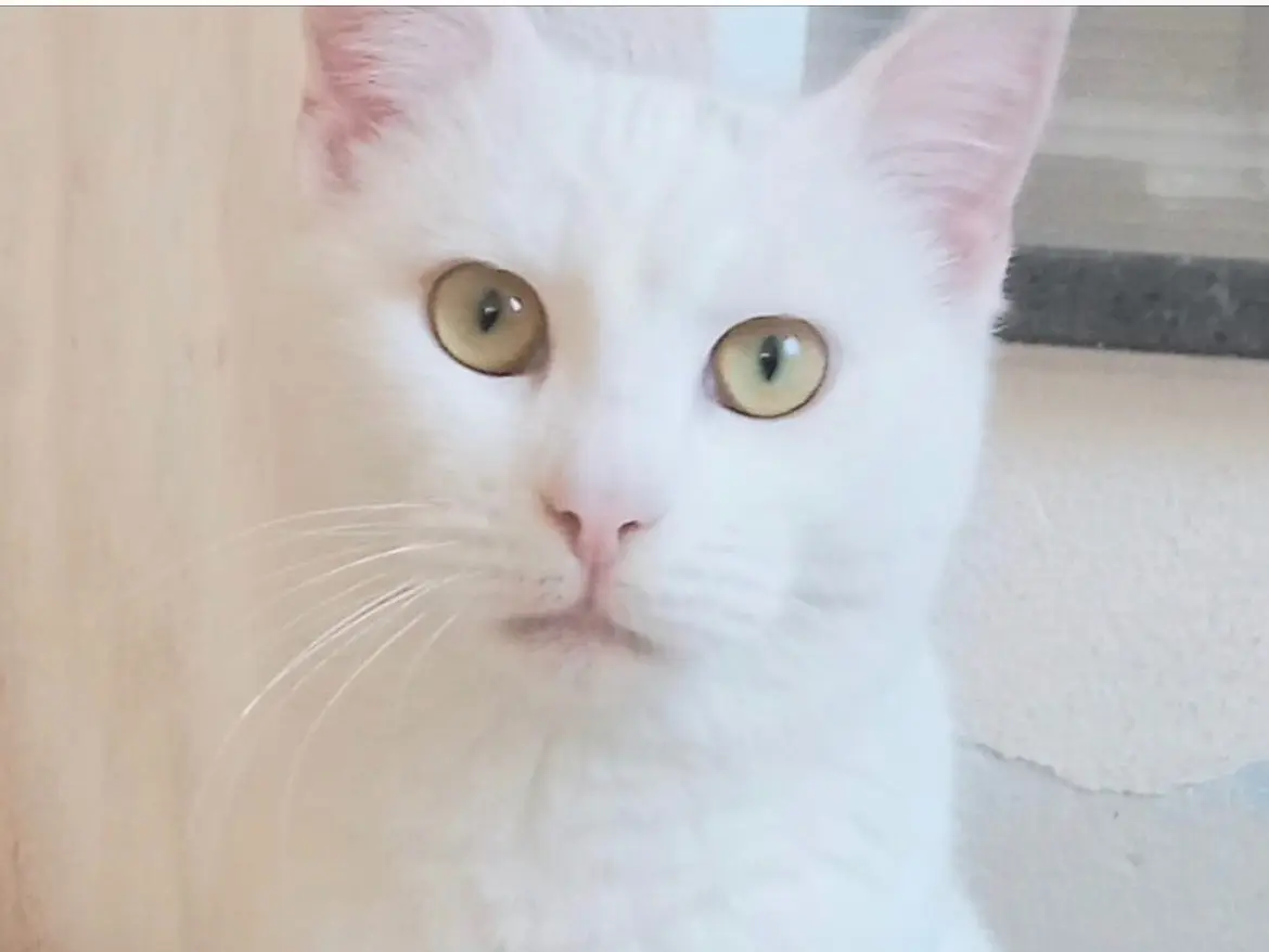 Adozione gatto, femmina, Razza sconosciuta Razza sconosciuta, 1 anno e 4 mesi, taglia non valida, Napoli