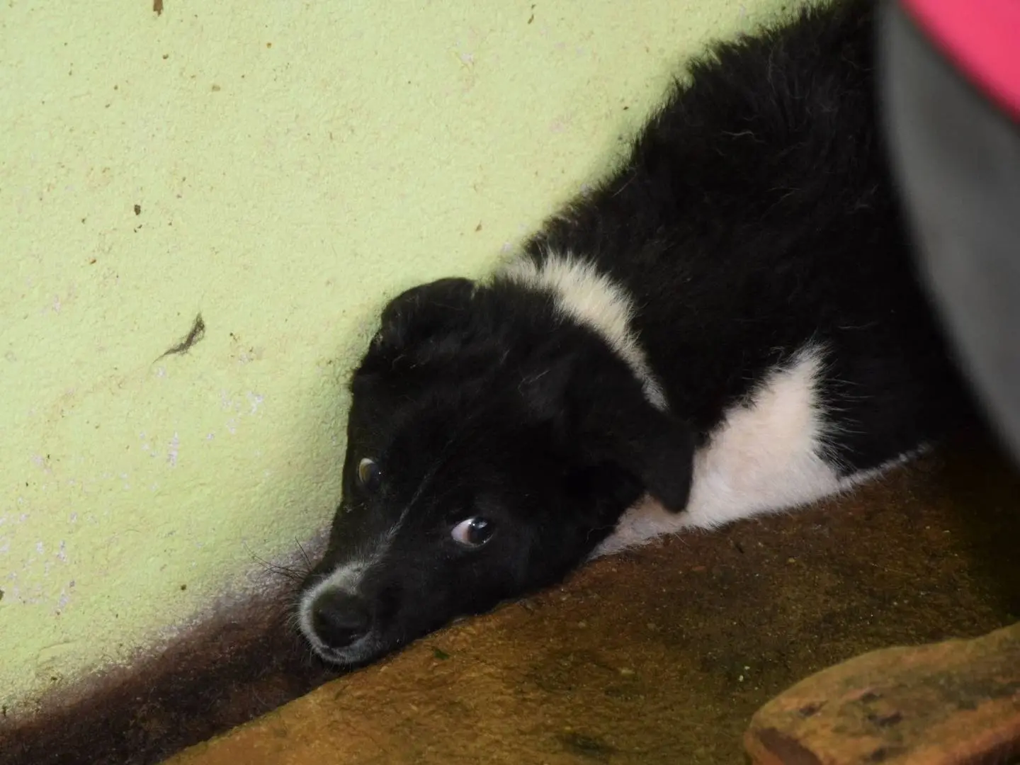 Adozione cane, maschio, Razza sconosciuta Razza sconosciuta, 2 anni e 10 mesi, taglia grande, Chieti