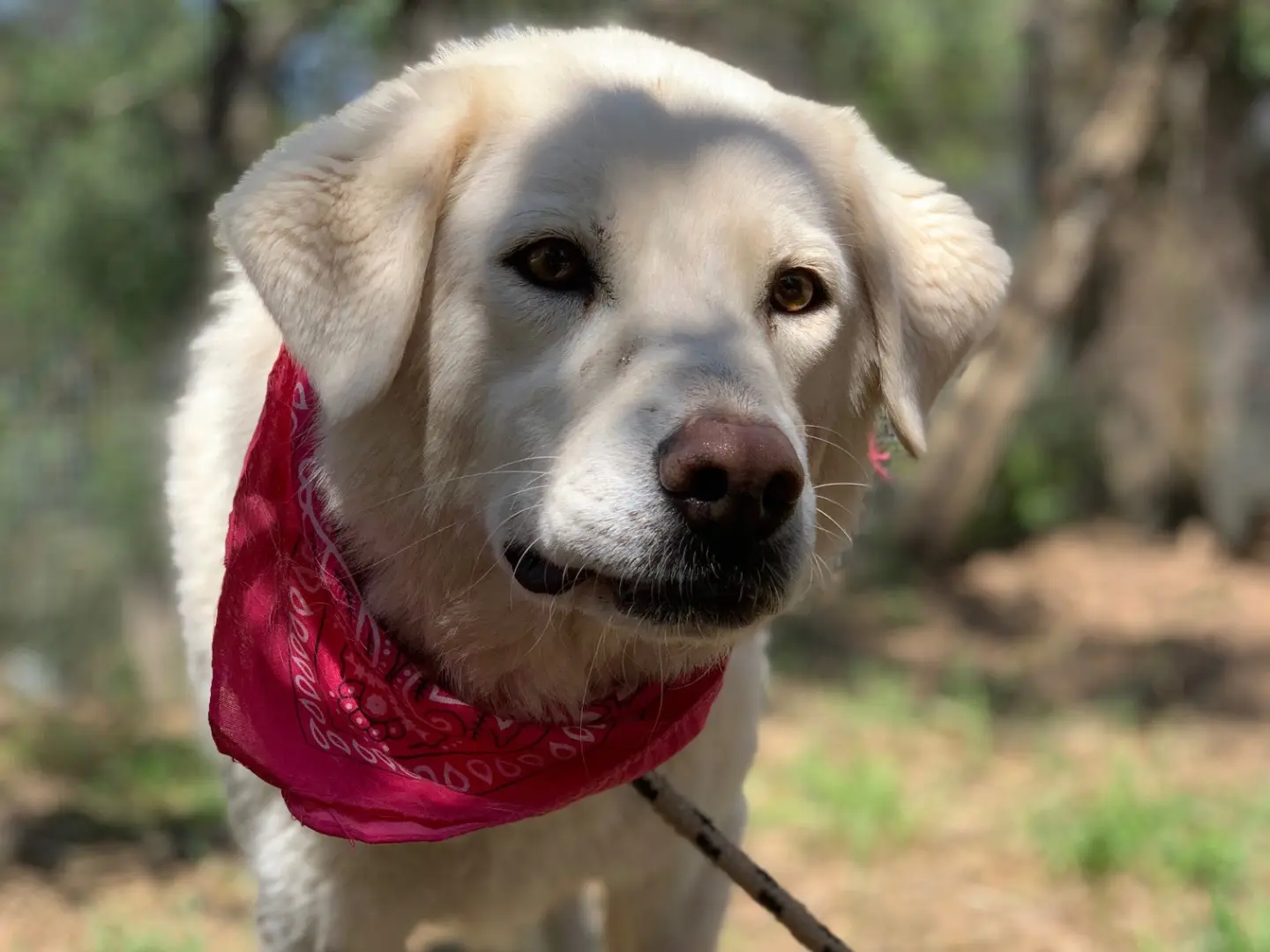 Adotta un cane, femmina, 6 anni e 10 mesi, Latina