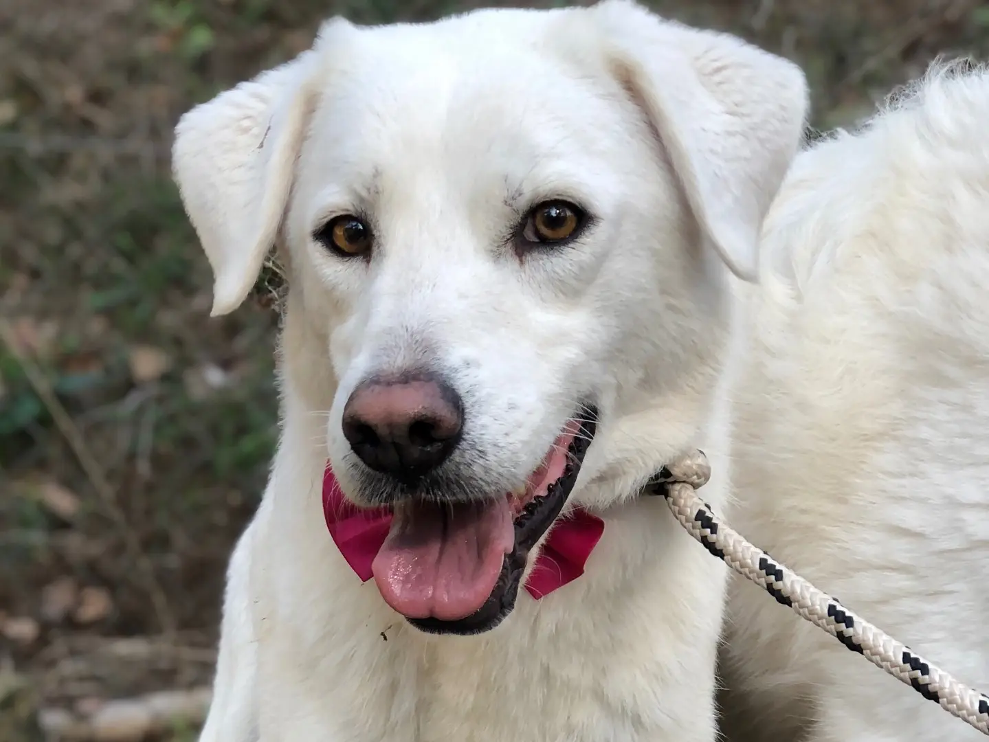 Adozione cane, femmina, Razza sconosciuta Razza sconosciuta, 6 anni e 10 mesi, taglia media, Latina