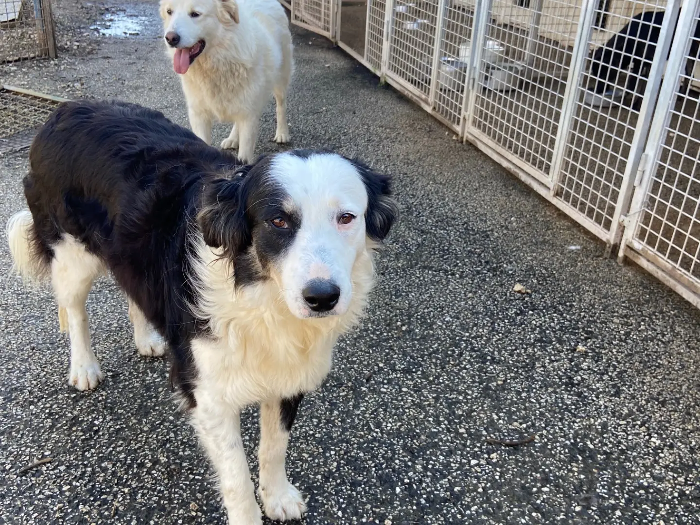 Adozione cane, femmina, Border Collie Razza sconosciuta, 4 anni e 4 mesi, taglia grande, Caserta