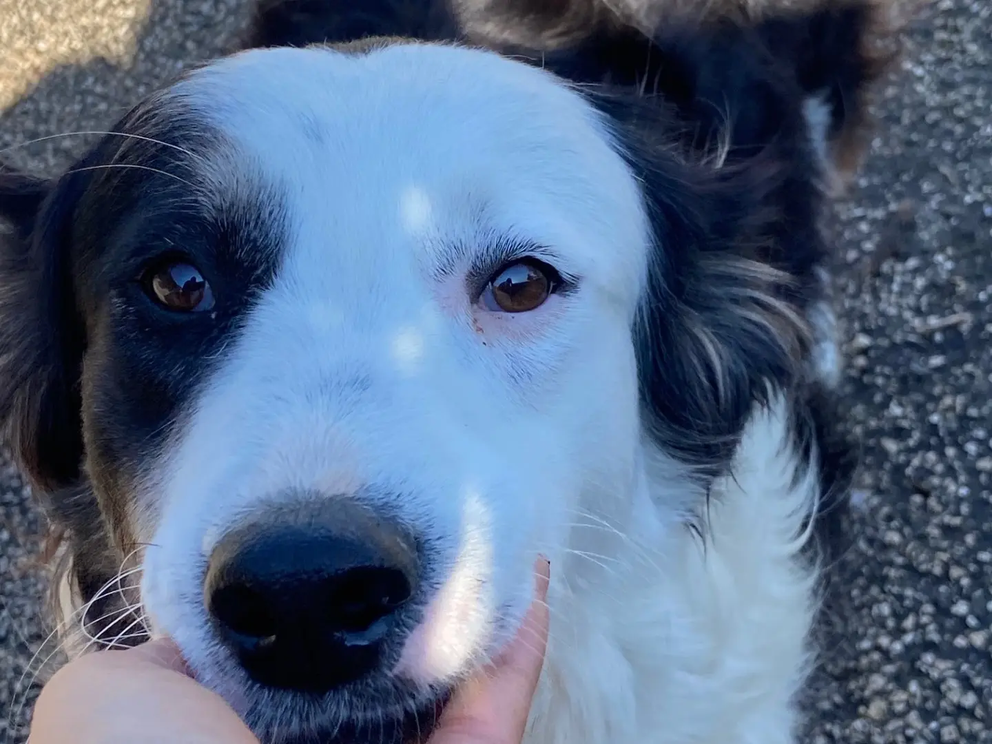 Adotta un cane, femmina, 4 anni e 4 mesi, Caserta