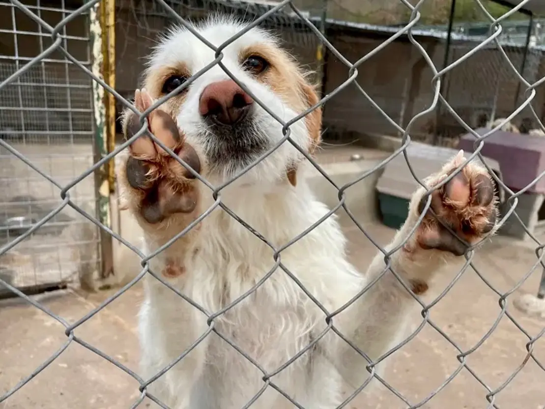 Adotta un cane, taglia media, femmina, Salerno