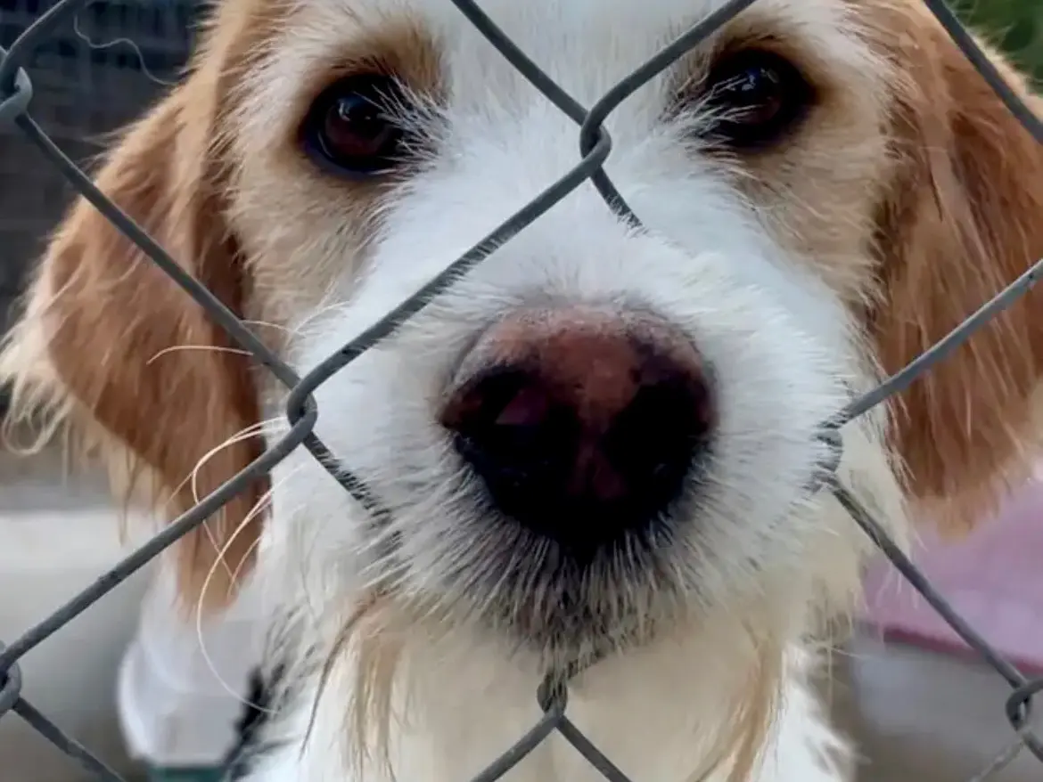 Adozione cane, femmina, meticcio, 7 anni e 6 mesi, taglia media, Salerno