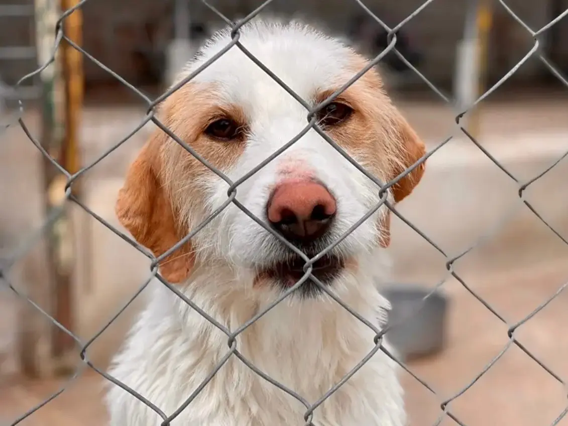 Adotta un cane, femmina, 7 anni e 6 mesi, Salerno