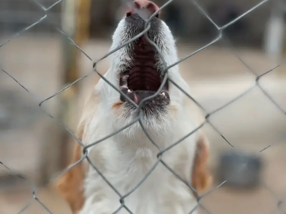 Vuoi adottare un cane a Salerno?