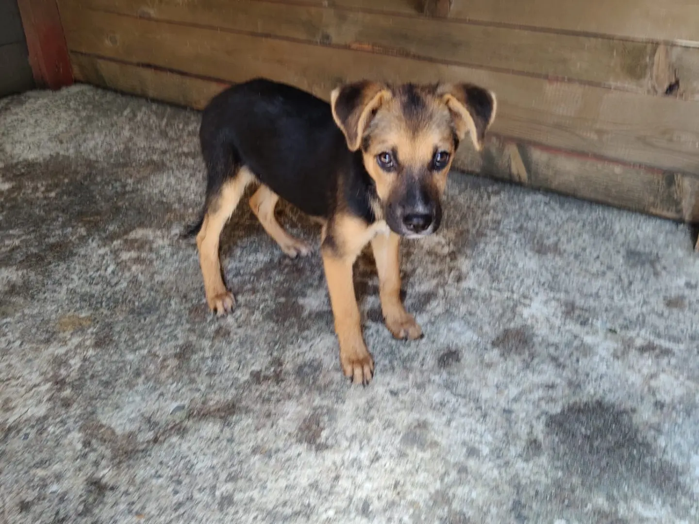 Adotta un cane, maschio, 1 anno e 5 mesi, Vibo
