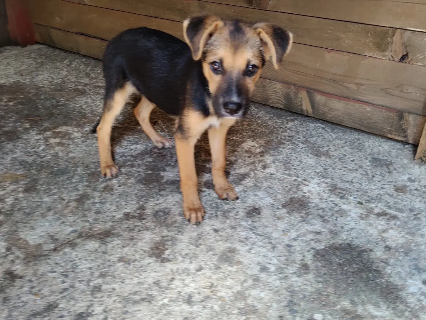 Adozione cane, maschio, Razza sconosciuta Razza sconosciuta, 1 anno e 5 mesi, taglia media, Vibo