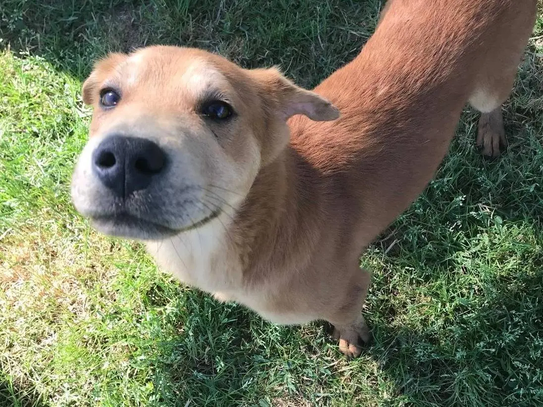 Adotta il cane Shar Pei a Latina