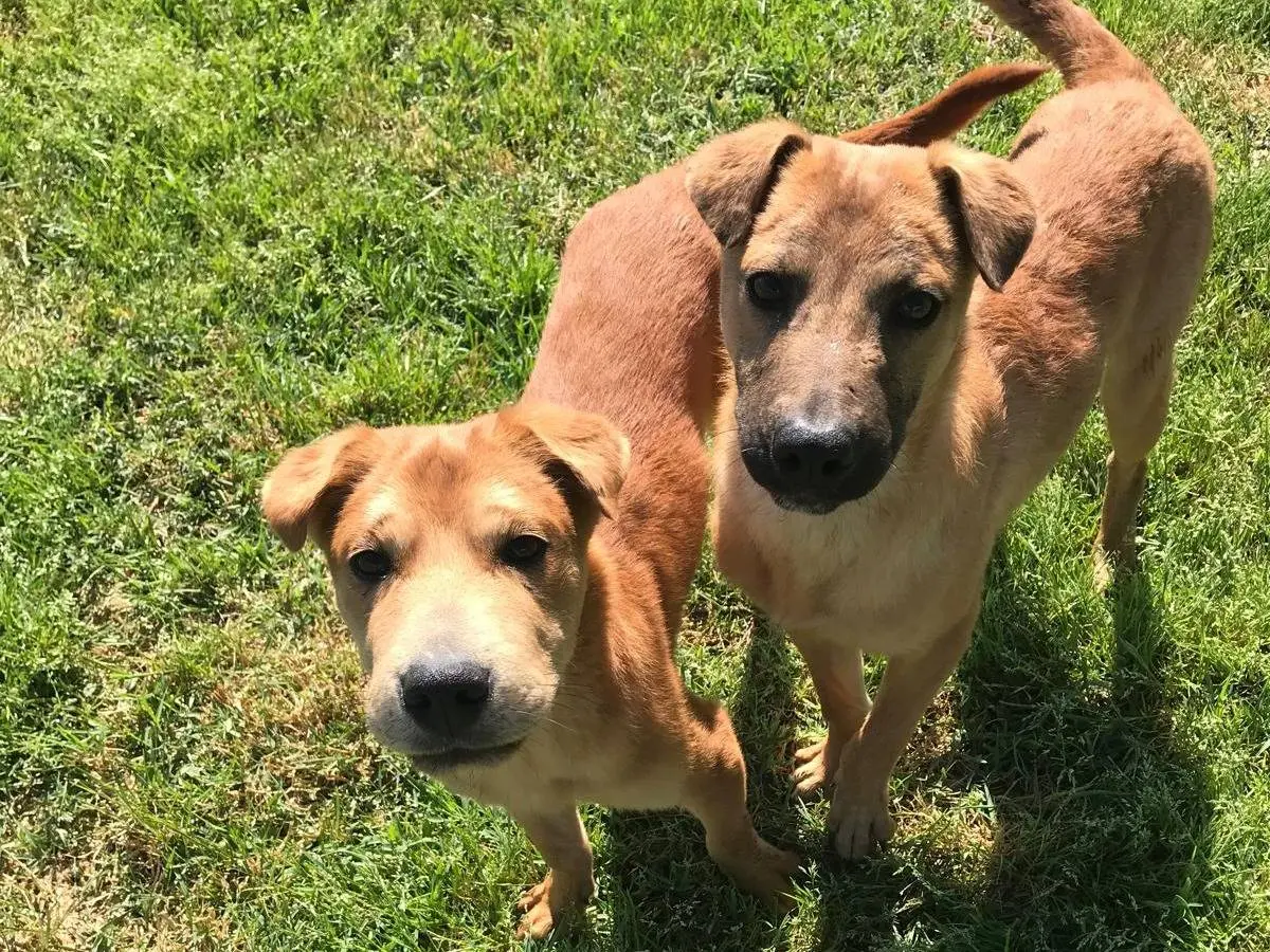 Adotta un cane, maschio, 2 anni e 9 mesi, Latina