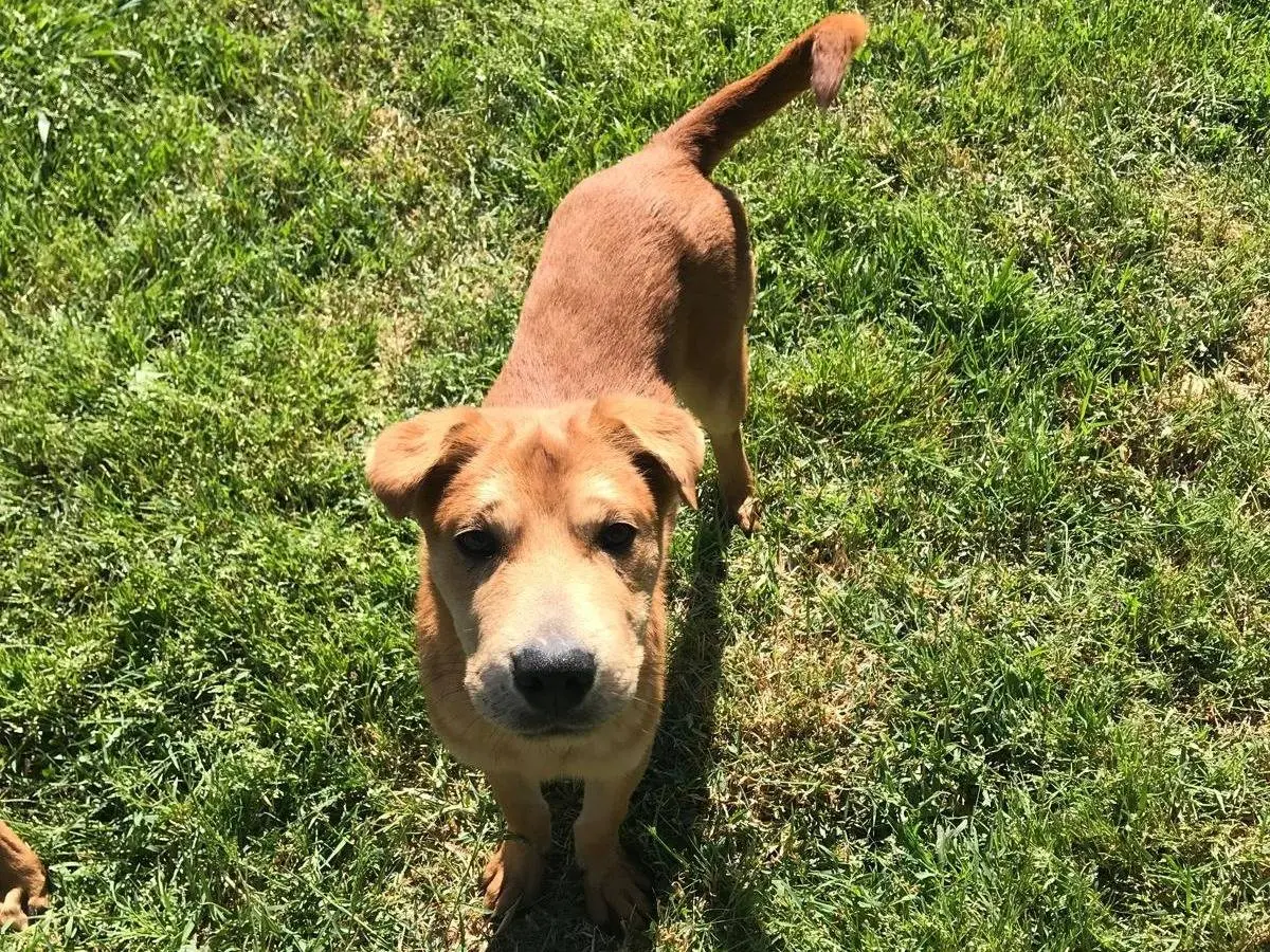 Adozione cane, maschio, Shar Pei, 2 anni e 9 mesi, taglia media contenuta, Latina