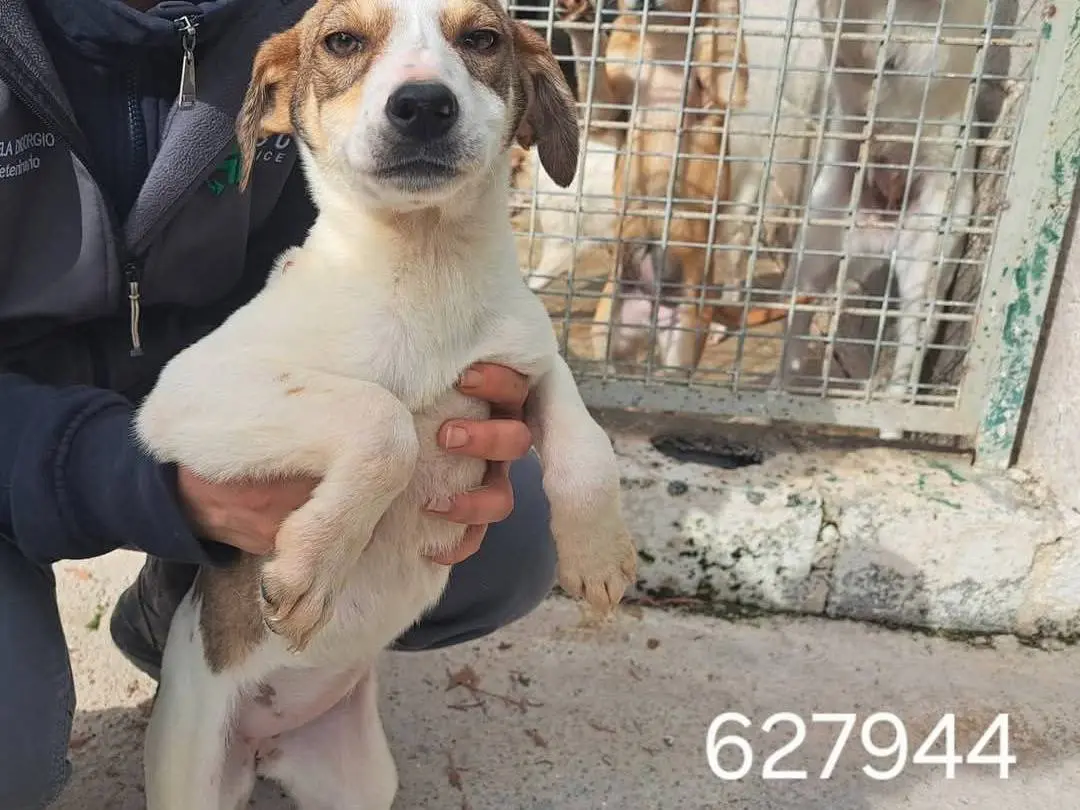 Adozione cane, femmina, Razza sconosciuta Razza sconosciuta, 2 anni, taglia media contenuta, Crotone