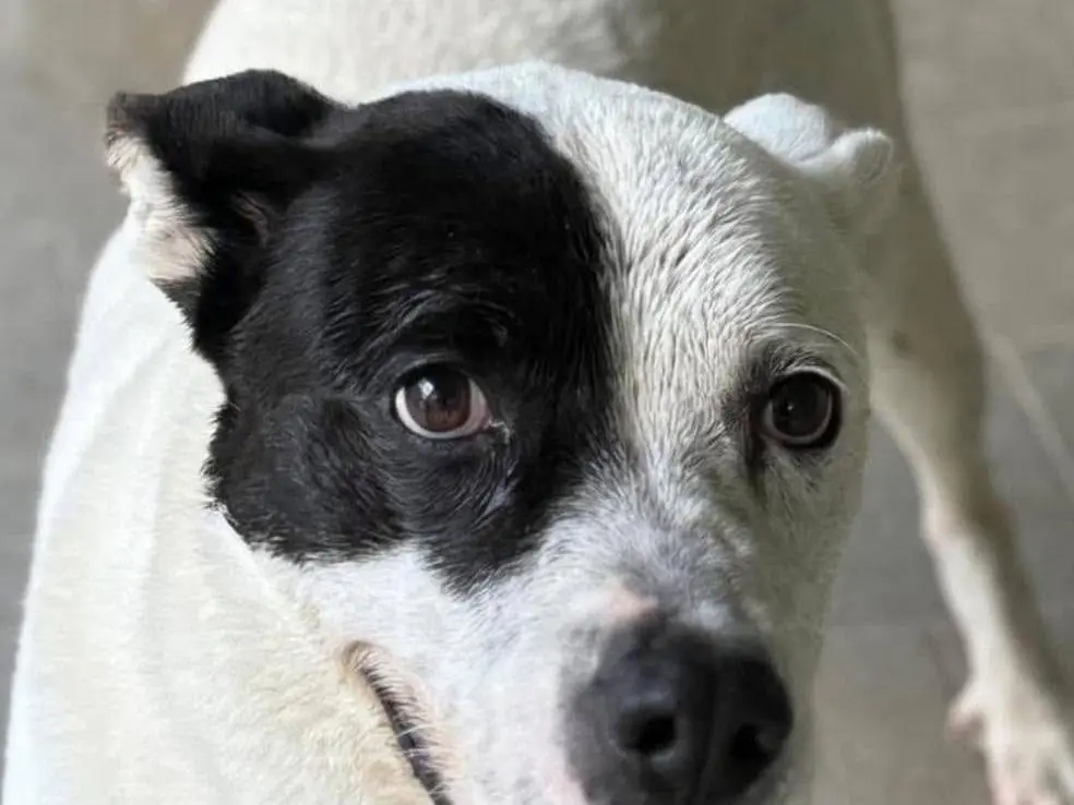 Adozione cane, maschio, Pitbull Razza sconosciuta, 11 anni e 10 mesi, taglia grande, Bergamo