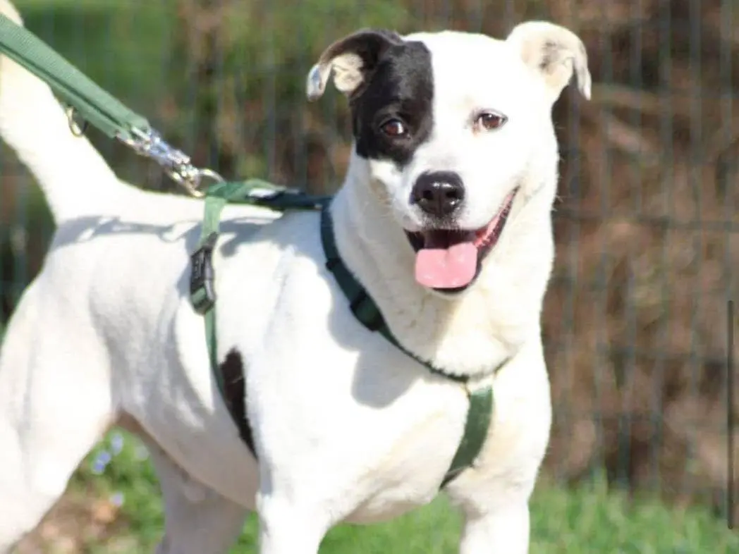 Adotta un cane, maschio, 11 anni e 10 mesi, Bergamo