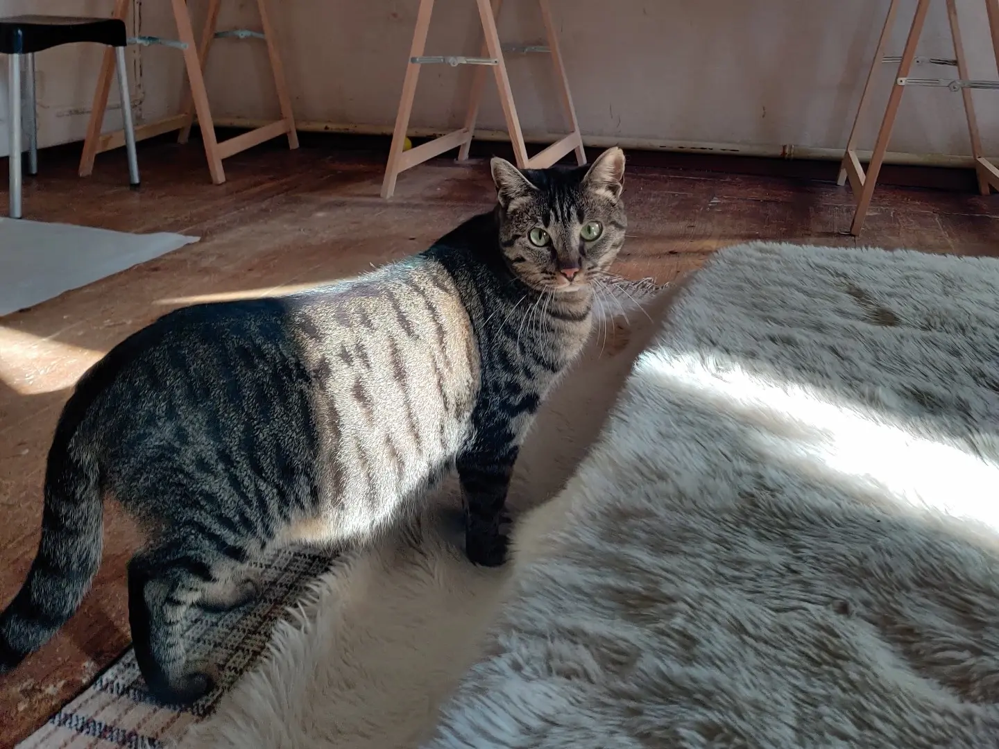 Adotta un gatto, taglia non valida, maschio, Padova