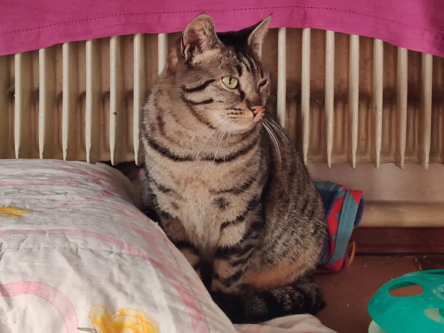 Adotta un gatto, maschio, 3 anni e 11 mesi, Padova