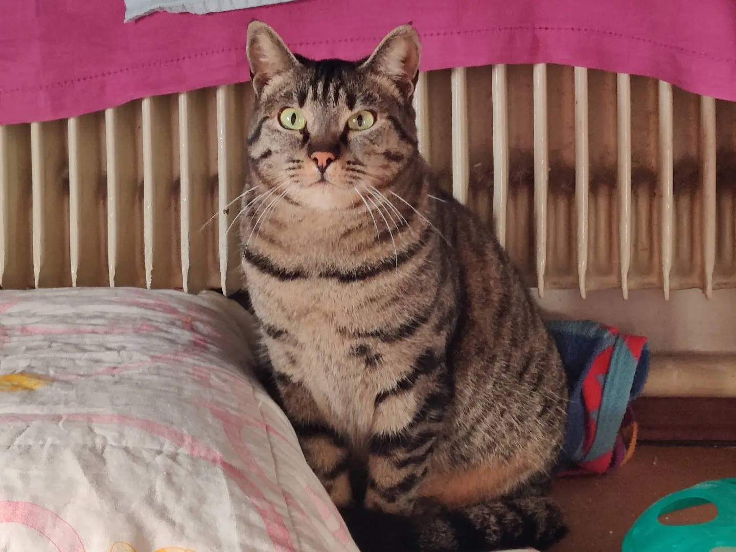 Adozione gatto, maschio, Razza sconosciuta Razza sconosciuta, 3 anni e 11 mesi, taglia non valida, Padova