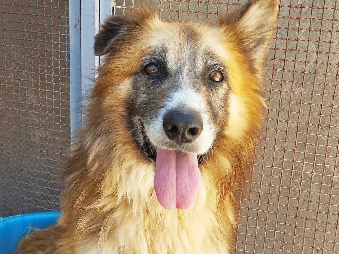 Adotta un cane, maschio, 10 anni e 6 mesi, Sud