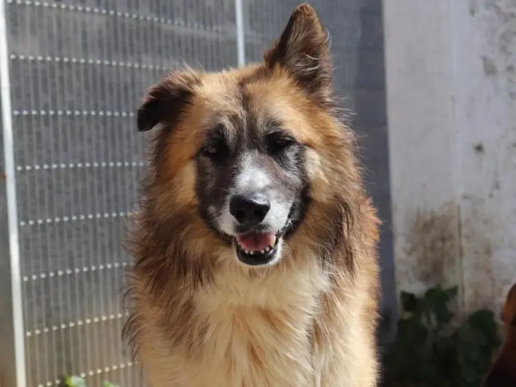 Adozione cane, maschio, Razza sconosciuta Razza sconosciuta, 10 anni e 6 mesi, taglia grande, Sud