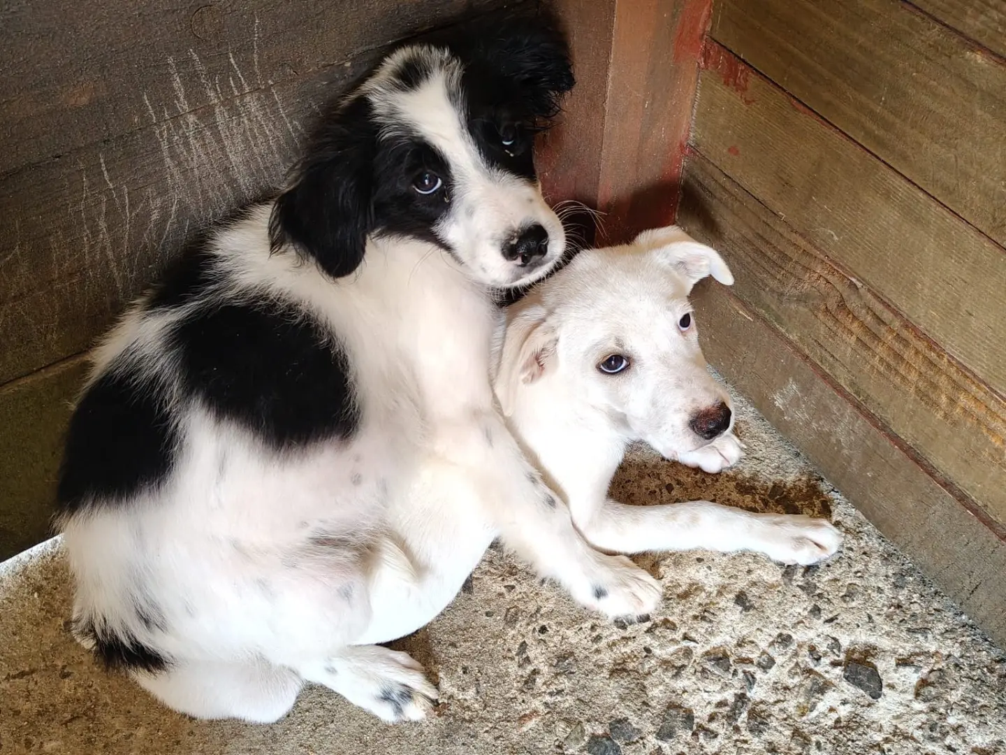 Vuoi adottare un cane a Vibo?