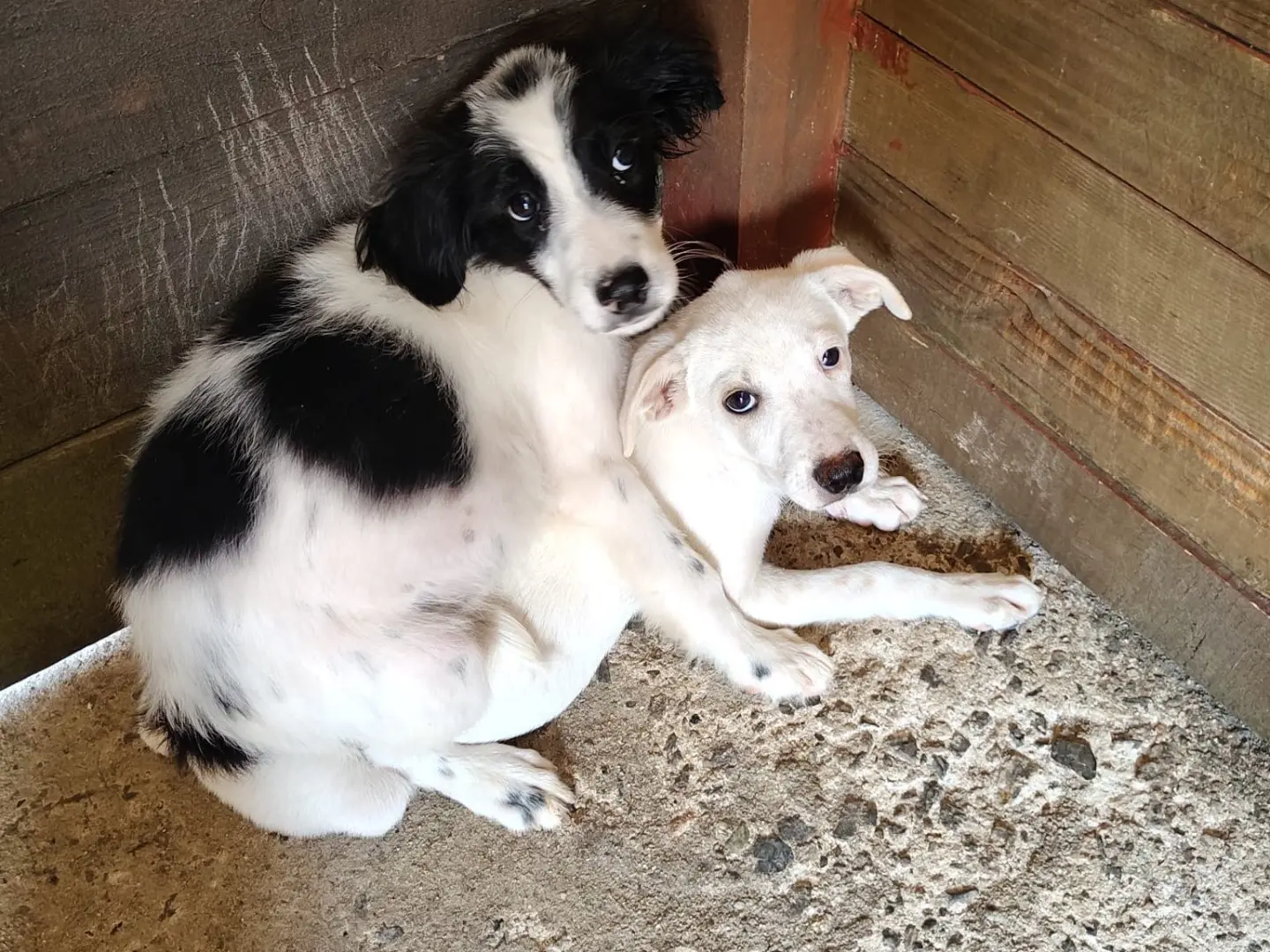 Adotta un cane, maschio, 1 anno e 4 mesi, Vibo