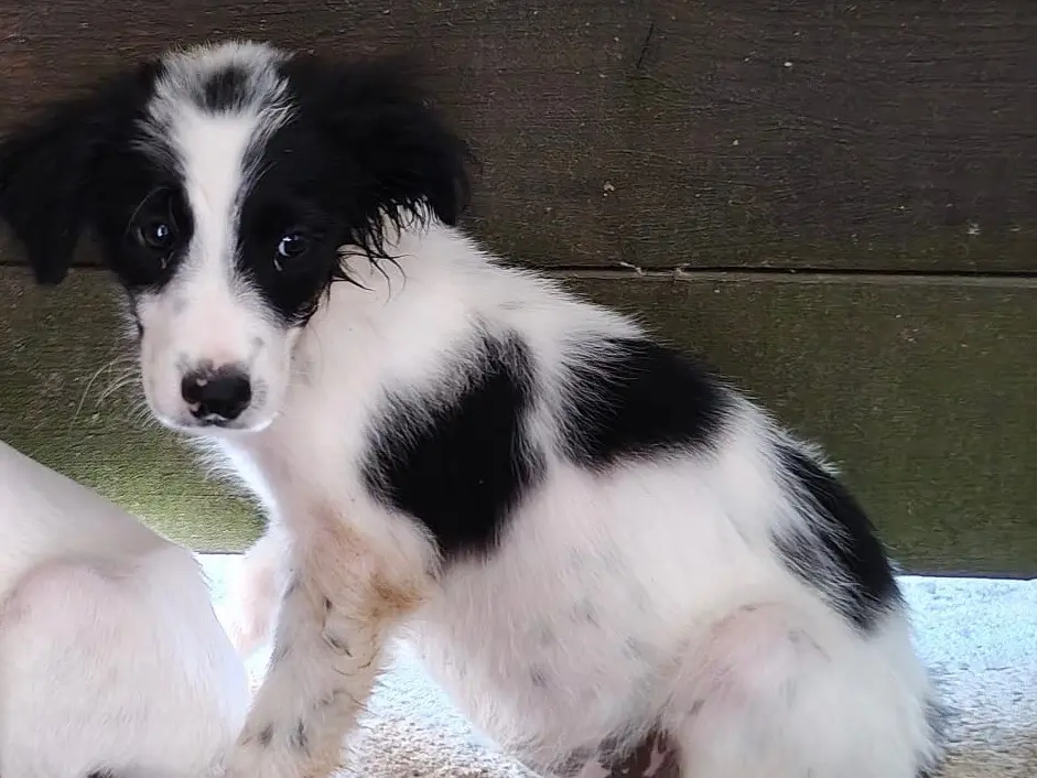 Adozione cane, maschio, Razza sconosciuta Razza sconosciuta, 1 anno e 4 mesi, taglia media, Vibo