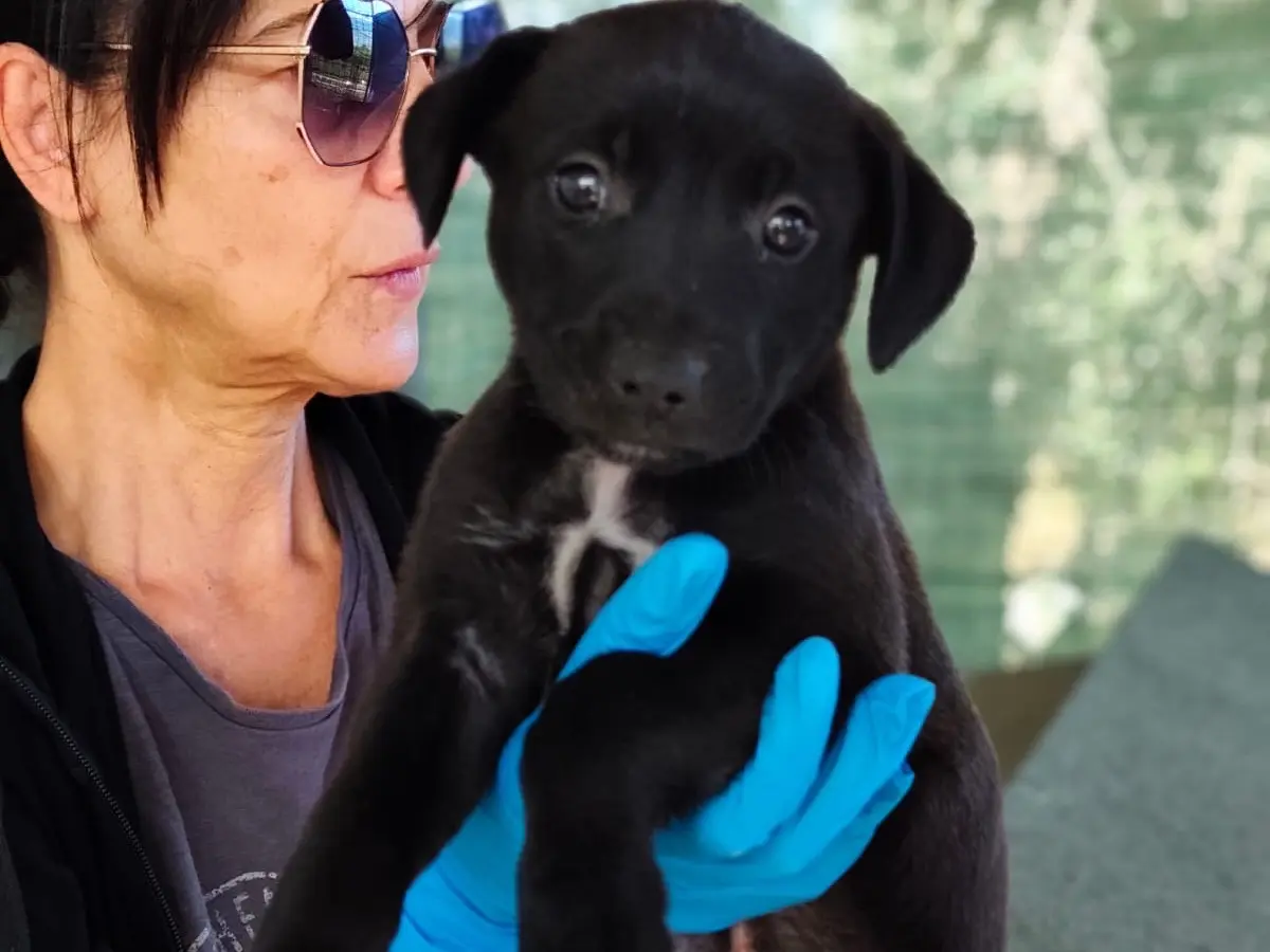 Adozione cane, femmina, Razza sconosciuta Razza sconosciuta, 3 mesi, taglia media, Cosenza