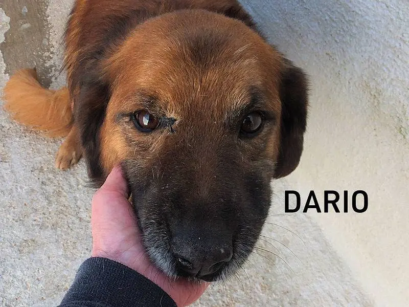 Adozione cane, maschio, Golden Retriever Razza sconosciuta, 5 anni e 3 mesi, taglia media, Frosinone