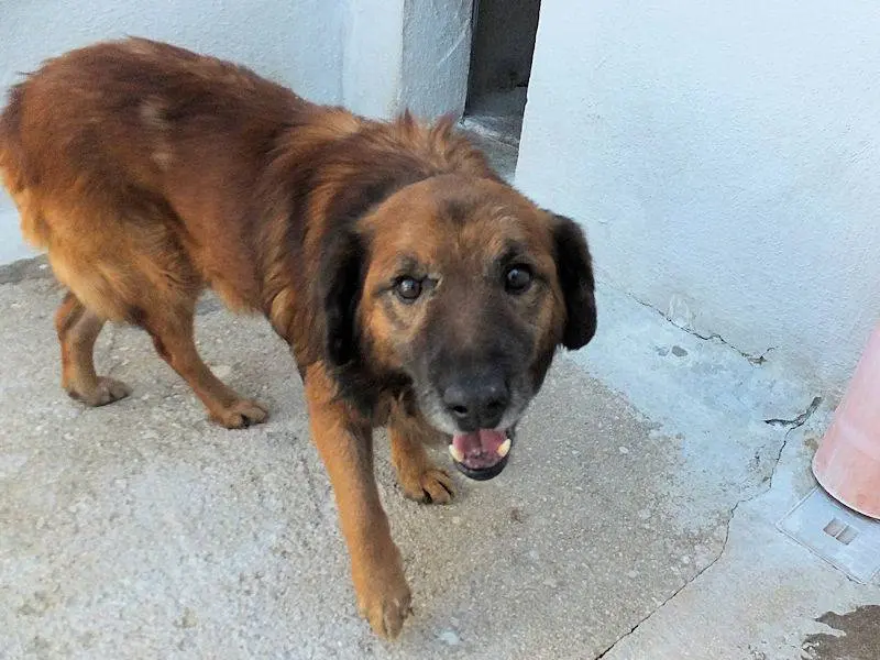 Adotta un cane, maschio, 5 anni e 3 mesi, Frosinone