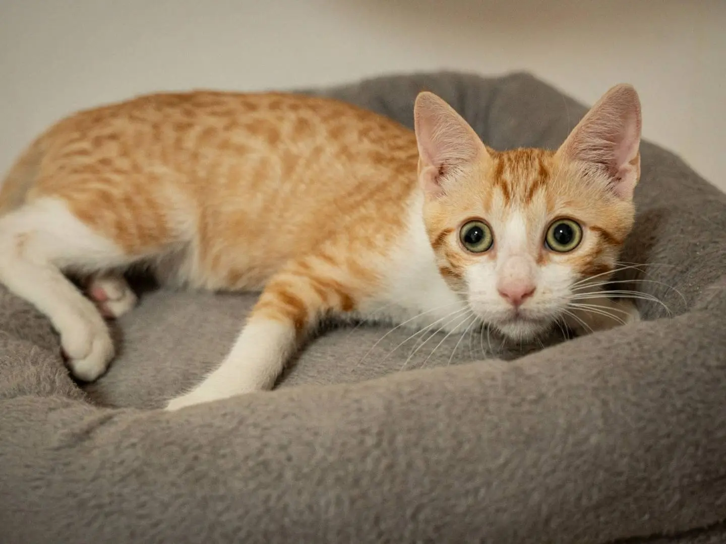 Adotta il gatto Ulisse a Bari