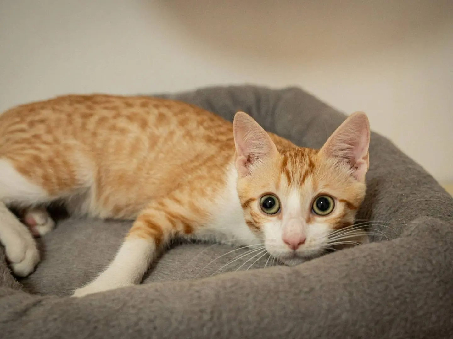 Adozione gatto, maschio, Razza sconosciuta Razza sconosciuta, 7 mesi, taglia non valida, Bari