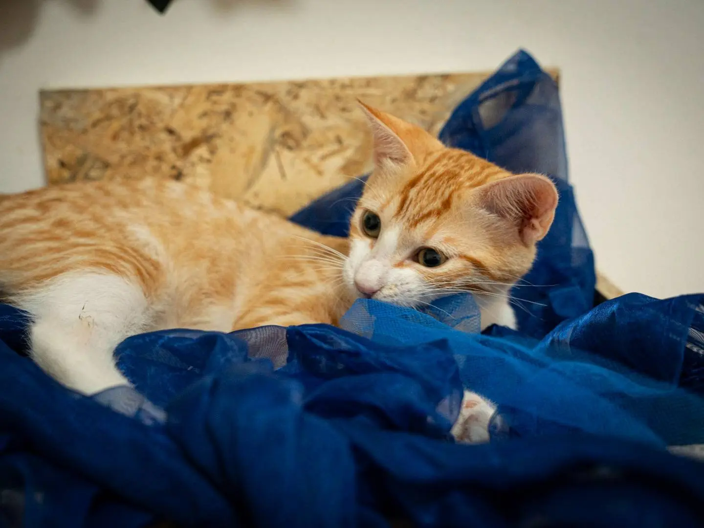 Adotta un gatto, taglia non valida, maschio, Bari