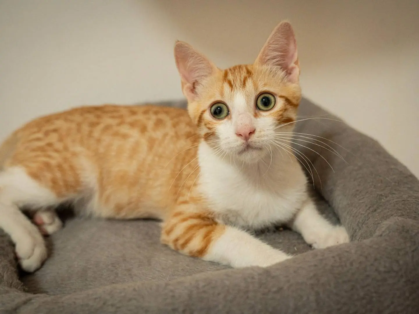 Vuoi adottare un gatto a Bari?