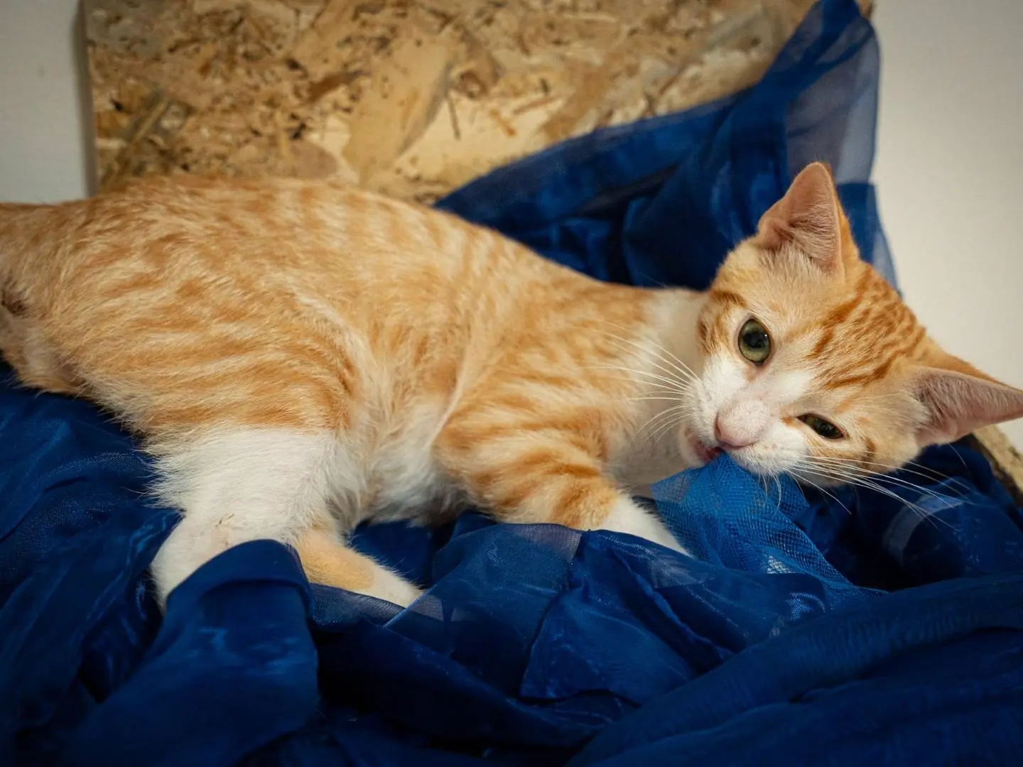 Adotta un gatto, maschio, 7 mesi, Bari