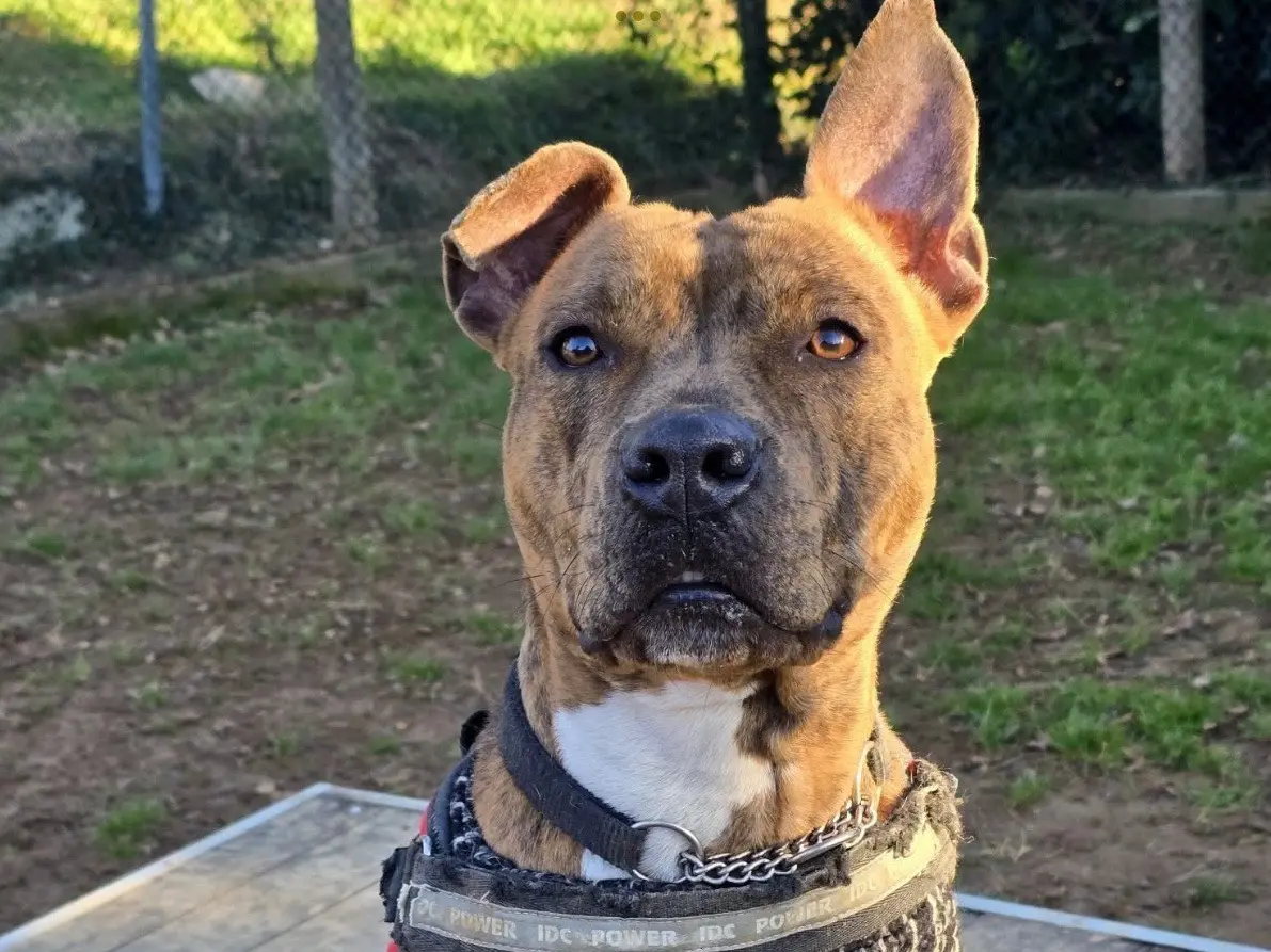 Adozione cane, femmina, Pitbull Razza sconosciuta, 2 anni e 9 mesi, taglia media, Genova
