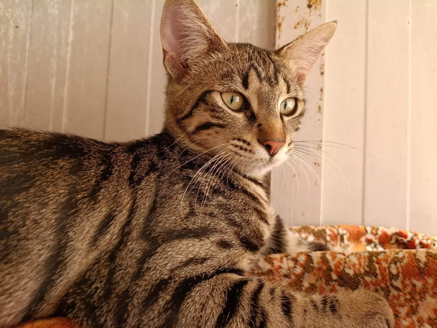 Adotta un gatto, femmina, 6 mesi, Forl