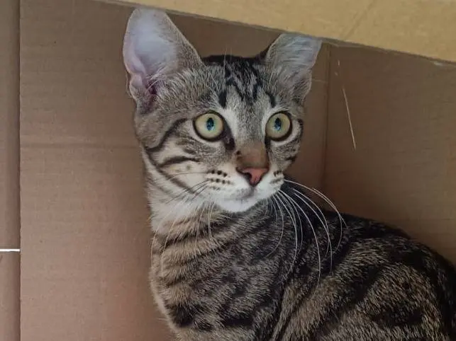 Adotta un gatto, taglia non valida, femmina, Forl