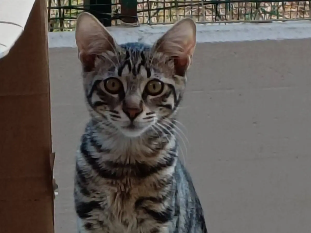 Adozione gatto, femmina, Razza sconosciuta Razza sconosciuta, 6 mesi, taglia non valida, Forl