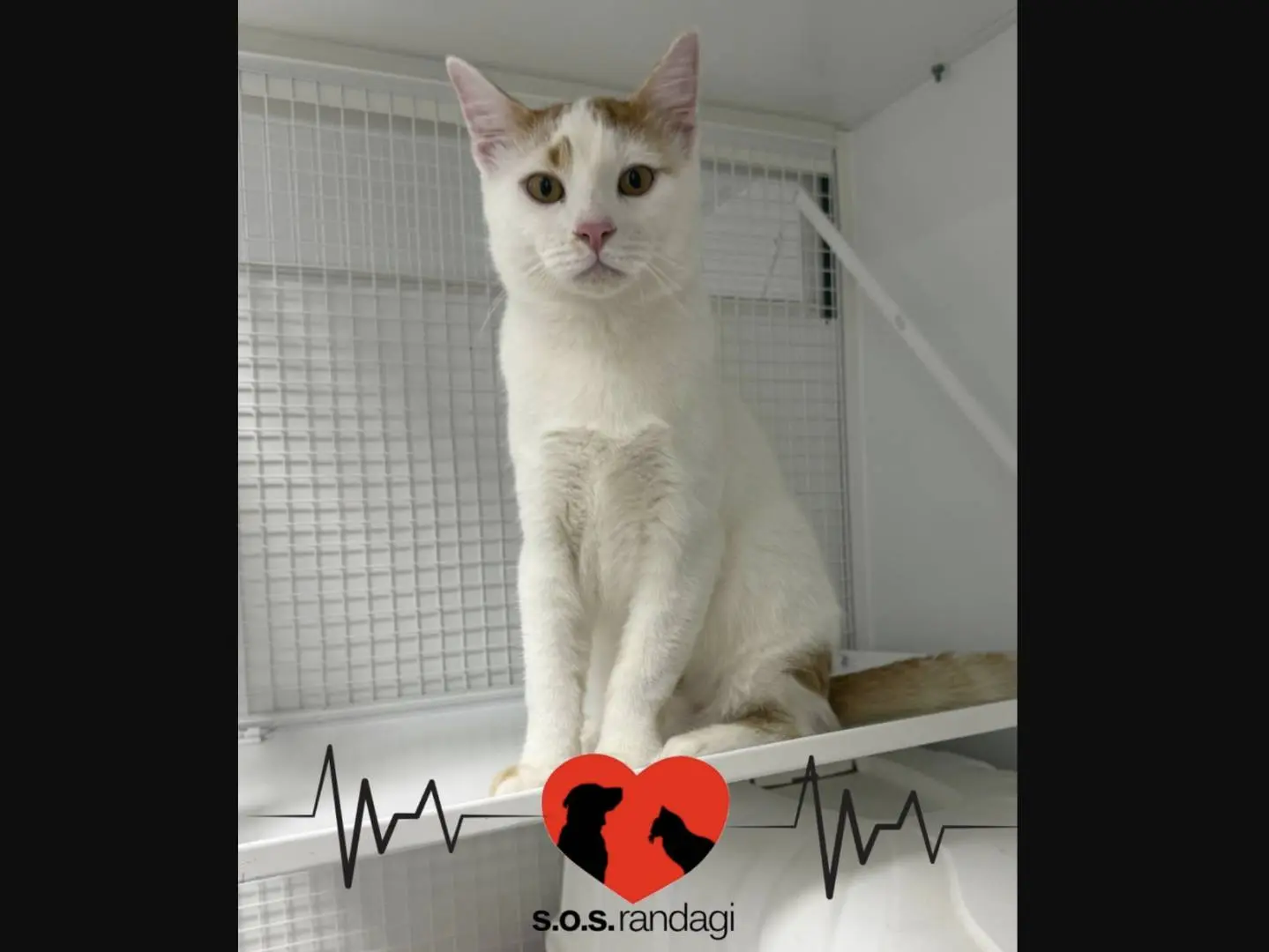 Adozione gatto, maschio, Razza sconosciuta Razza sconosciuta, 6 mesi, taglia non valida, Milano