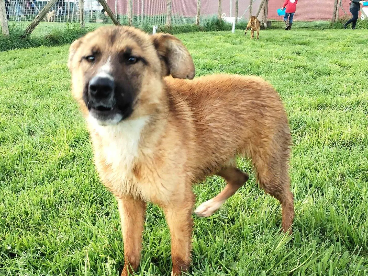 Vuoi adottare un cane a Latina?