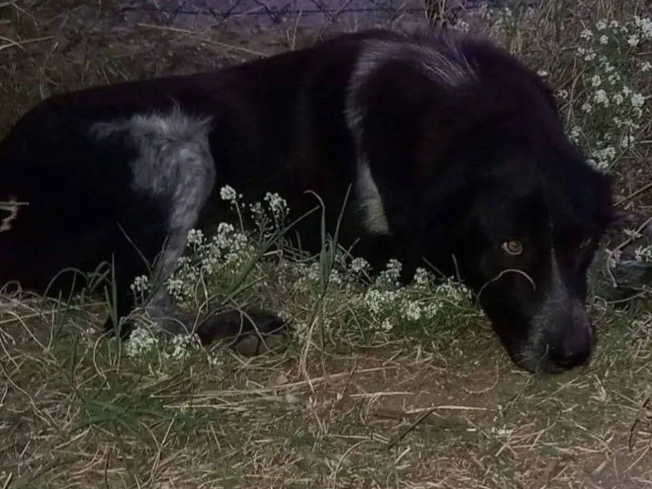 Adozione cane, femmina, Razza sconosciuta Razza sconosciuta, 2 anni e 8 mesi, taglia gigante, Catanzaro